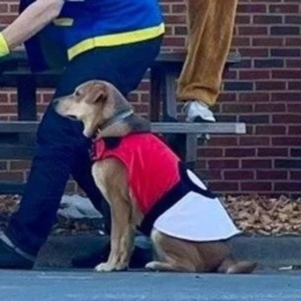 Poke Ball Dog Costume Pokemon Large Pet Halloween Family Costume Cosplay Anime